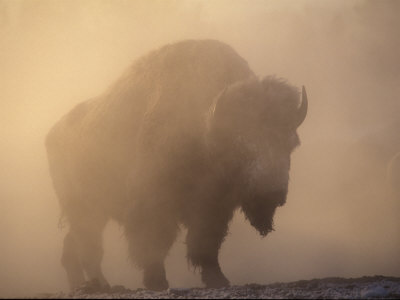 Yellowstone Park Images. Yellowstone National Park,