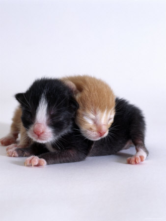 black and white kittens pics