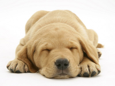 Pictures Of Cute Puppies Sleeping. Domestic Labrador Puppy (Canis