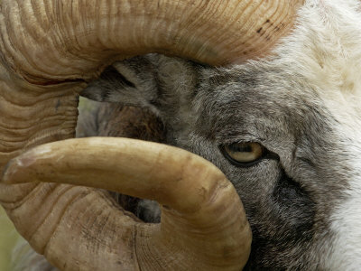 Ram Horn