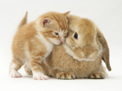 burton-jane-domestic-kitten-felis-catus-next-to-bunny-domestic-rabbit.jpg