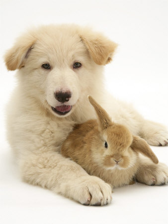 Domestic Puppy (Canis Familiaris) with Bunny Photographic Print