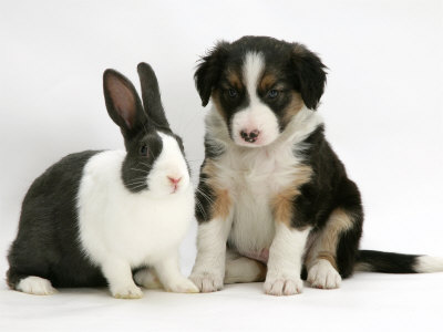 Collie Puppies on Tricolour Border Collie Puppy With Blue Dutch Rabbit Photo By Jane