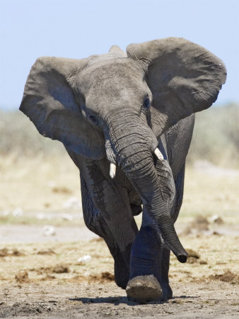 Pictures Of African Elephants. African Elephant, Charging