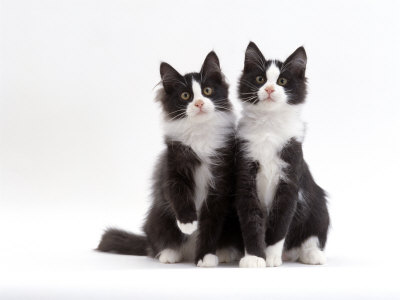 Domestic Cat, 12-Week black and white cat pictures. Domestic Cat, 12-Week