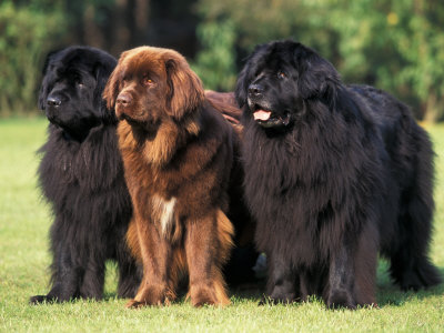 bacchella-adriano-domestic-dogs-three-newfoundland-dogs-standing-together