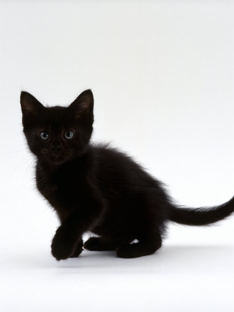 http://cache2.allpostersimages.com/p/LRG/21/2144/77BCD00Z/posters/burton-jane-domestic-cat-9-weeks-black-shorthair-kitten.jpg