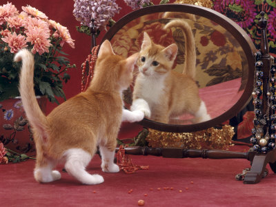 Ginger And White Kittens. Domestic Cat, Ginger and White