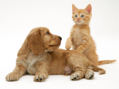 pictures of puppies and kittens. Ginger Kitten with Golden