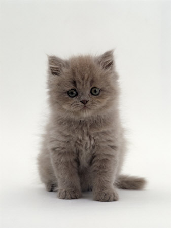 Free Persian Kittens Classified Ad - Bolton, North West Cats and ...