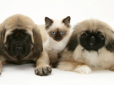 Mastiff Puppies on Pekingese And English Mastiff Puppies With Birman Cross Kitten Premium