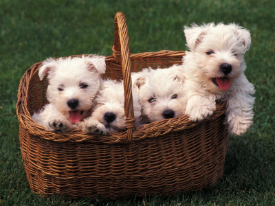 bacchella-adriano-domestic-dogs-four-west-highland-terrier-westie-puppies-in-a-basket.jpg