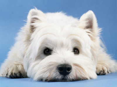 steimer-west-highland-white-terrier
