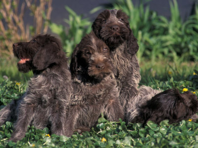 Wirehaired Griffon Pointer