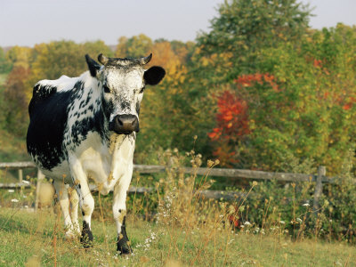 randall cows