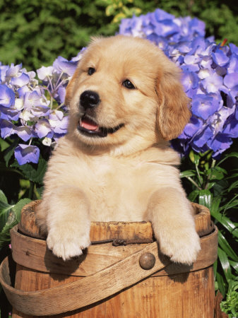 golden retriever puppy. Golden Retriever Puppy in