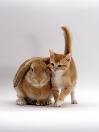 lop eared rabbitcolour
