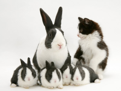 Blue Dutch Rabbit and Four 3-Week Babies and Black-And-White Kitten