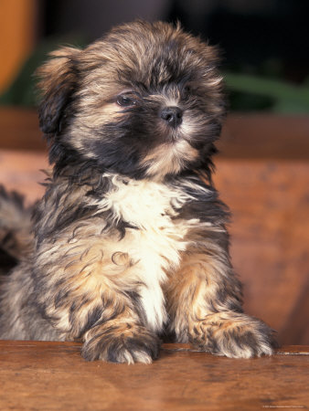 Lhasa Apso Poodle Puppies