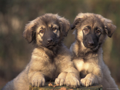 puppies and dogs together. dogs and puppies.