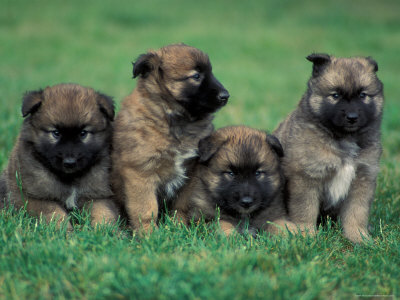 Shepherd Dog Puppies