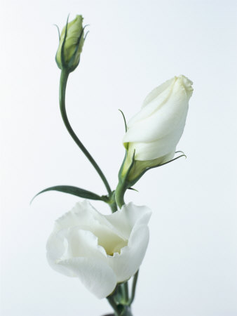 Close-Up of Eustoma Russellanium, Kyoto Pure White, Flower and Buds on a Close-Up of Eustoma Russellanium, Kyoto Pure White, Flower and Buds on a