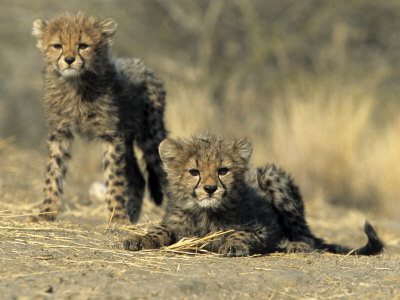 Cheetah Cub Playing
