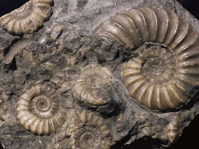 http://cache2.allpostersimages.com/p/LRG/21/2173/YWLCD00Z/posters/waltham-tony-fossils-ammonites.jpg