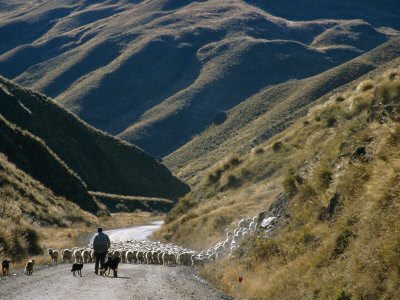 mountain shepherd