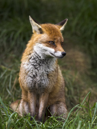 toon-steve-ann-red-fox-vulpes-vulpes-captive-united-kingdom