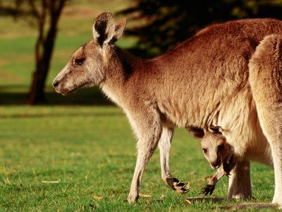 kangaroos in australia. Kangaroo and Joey on Bellarine