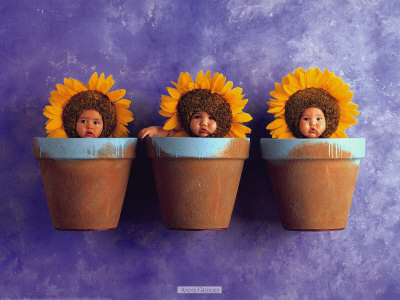 Sunflower Trio Print by Anne