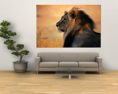 wallpaper murals. African Lion Wall Mural