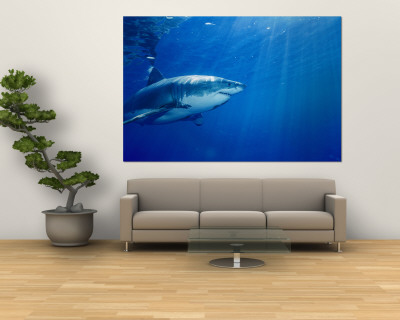 great white sharks wallpaper. Great White Shark Wall Mural