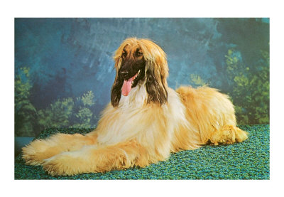 afghan-hound.jpg