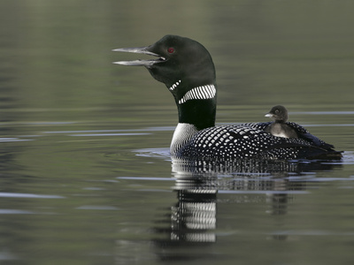 common loon images. Common Loon Calling with Chick