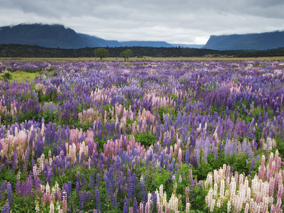 Blooming Lupine Near Town of