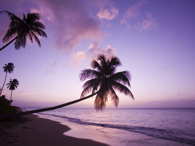 johnston-greg-palm-trees-at-sunset-coconut-grove-beach-at-cade-s-bay-nevis-caribbean.jpg