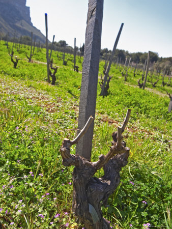 Gobelet Vine Training