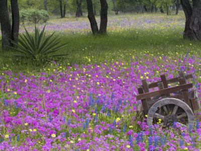 bluebonnets in texas. Blue Bonnets,