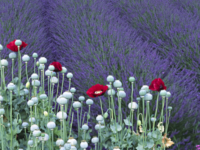 http://cache2.allpostersimages.com/p/LRG/22/2244/X84ZD00Z/posters/sleicher-charles-lavender-field-and-poppies-sequim-olympic-national-park-washington-usa.jpg