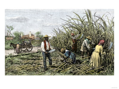 Black Slaves Harvesting Sugar Cane on a Plantation in the U.S. South, c.1800