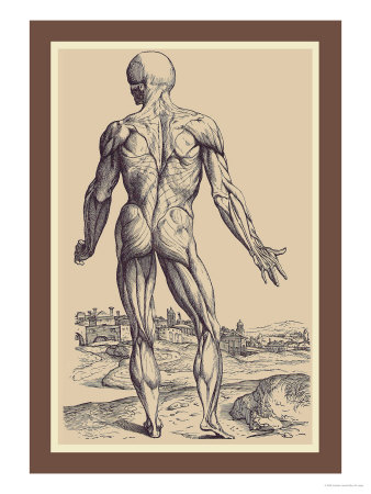 The Ninth Plate of the Muscles Posters by Andreas Vesalius