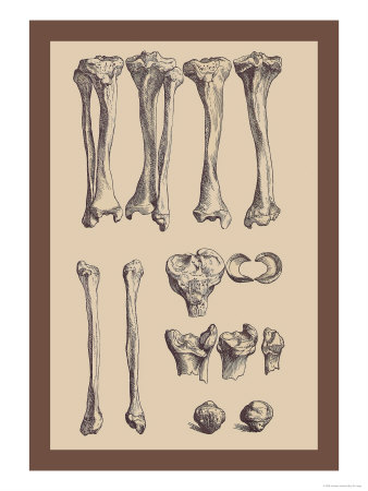 Leg Bones Print by Andreas Vesalius