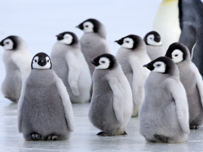 Penguins In Snow