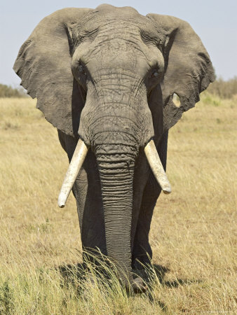 african elephant ears. Front View of African Elephant