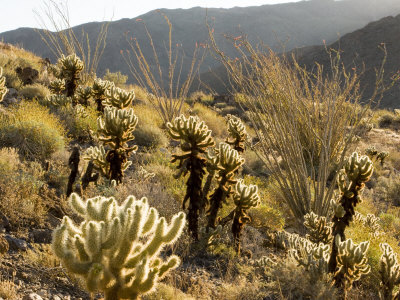 Cholla Cactus and Ocotillo Plants in the Desert Landscape, 