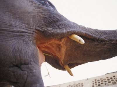 Elephant Open Mouth