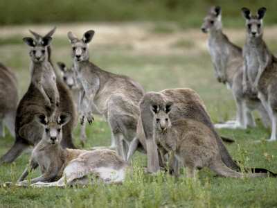 Alert Mob of Eastern Grey Kangaroos Standing and Lying Down, Australia Photographic Print kangaroos in australia. Alert Mob of Eastern Grey Kangaroos Standing and Lying Down, Australia Photographic Print