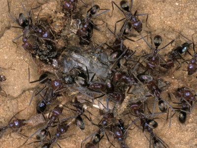 Chaotic and Relentless Ant Colony Feeding on Dead Insect Prey, Australia 